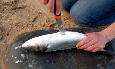 Fish being cut open with knife