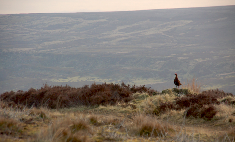 Grouse on moorland