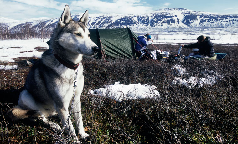 Camping with dogs in the winter