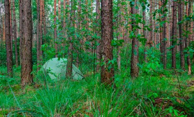 Stealth Camping in the Forest