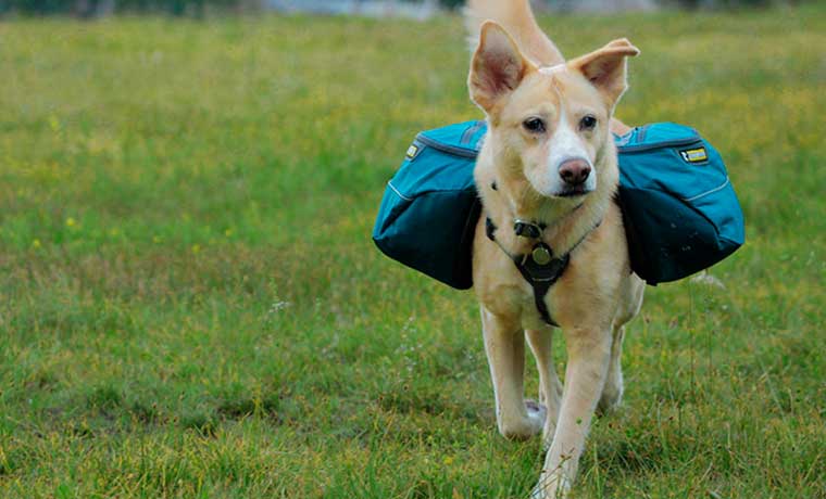 Backpacking with Dogs: A Practical Guide - Cool of the Wild