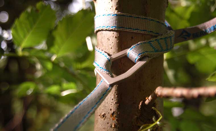Hammock straps on tree