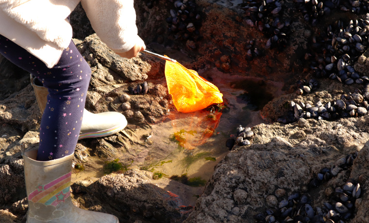 Child-rockpooling-with-a-net