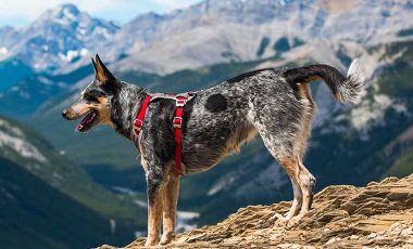 Dog wearing the best hiking harness for dogs