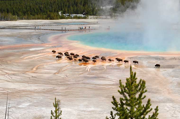 Yellowstone - Bison at Grand Prismatic