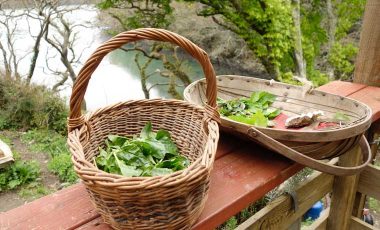 Baskets of foraged food