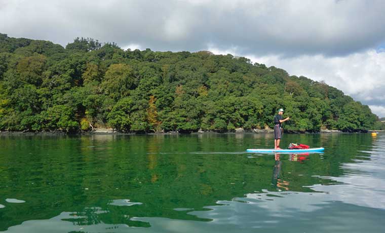 Man paddle boarding next to forest shore