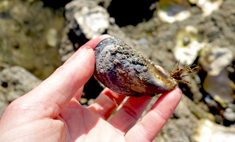 Holding a mussel