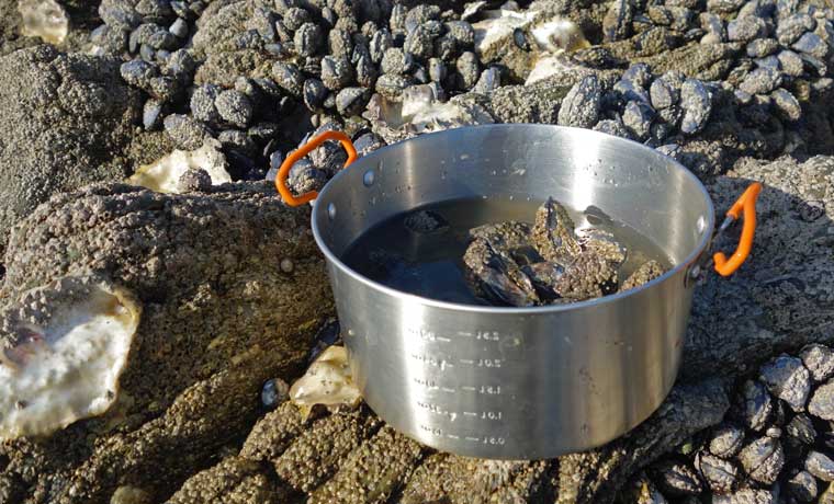 Pot of mussels