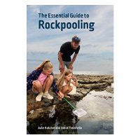 Essential guide to rock pooling