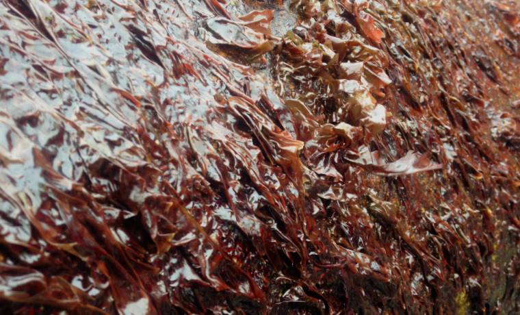 Laver seaweed