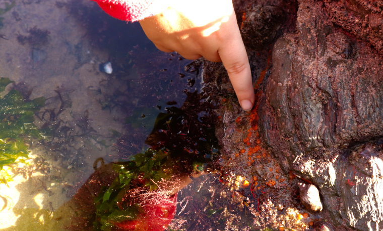 Pointing into rock pool