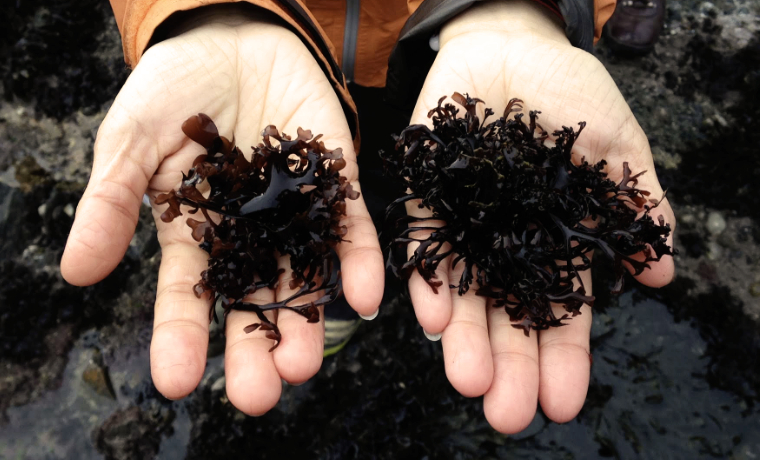 Holding seaweed in hands