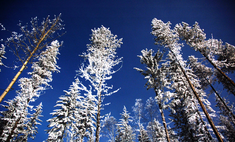 Snow on trees and blue sky