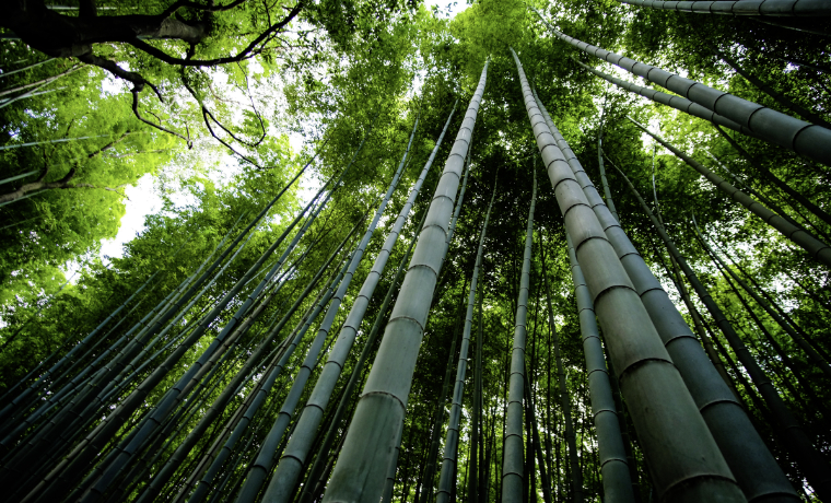 Bamboo Sustainability for Outdoor Clothes - Cool of the Wild
