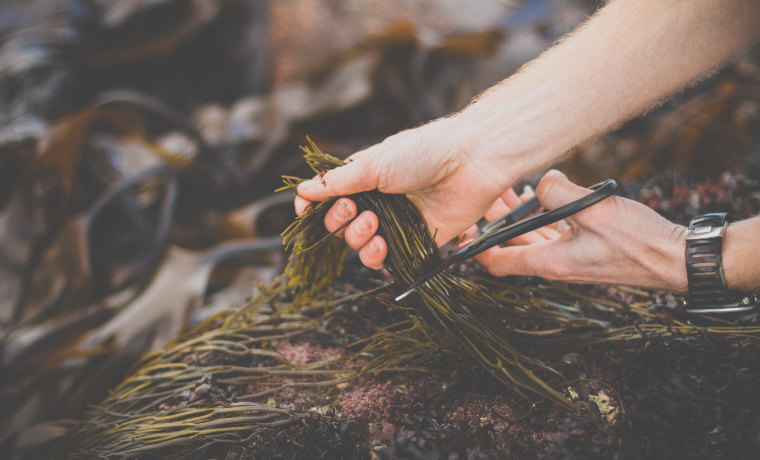 Harvesting seaweed