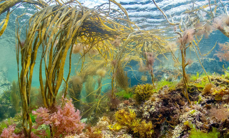 Sustainable Kelp and Irish Sea Moss Benefits and Use