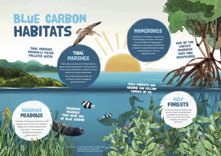 blue carbon habitats